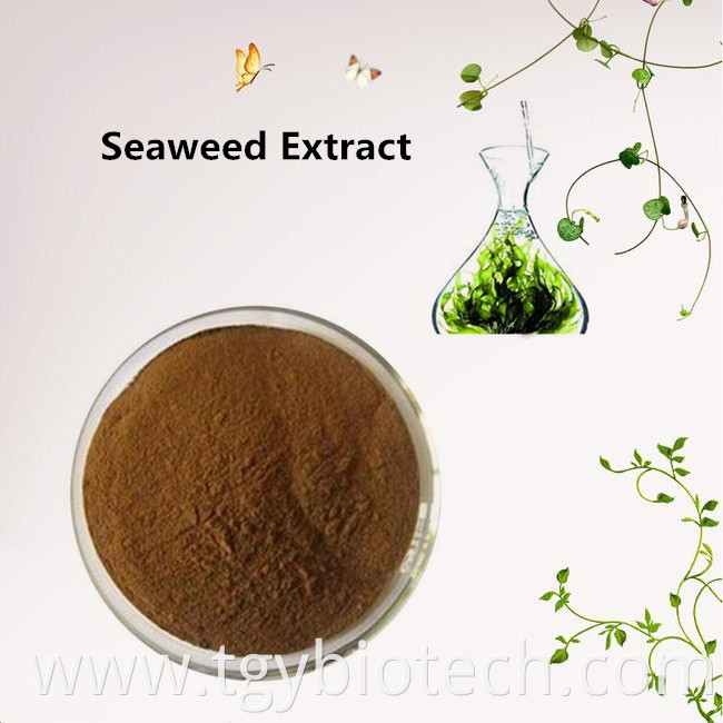 Seaweed Extract Powder